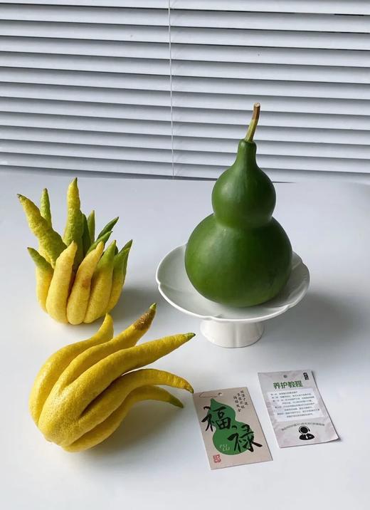绿葫芦+天然香薰佛手 |  摆在家里，寓意：福禄双全 商品图7