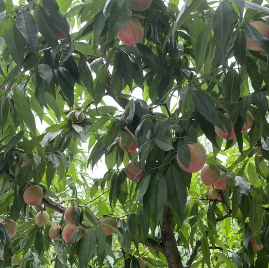 【蜜桃季】龙泉驿晚湖景水蜜桃 奶糖蜜香  高糖浓甜 风味攒到顶峰 半软质果肉  细嫩蜜肉 可脆可软（四川龙泉48小时发货 顺丰/京东空运直达）