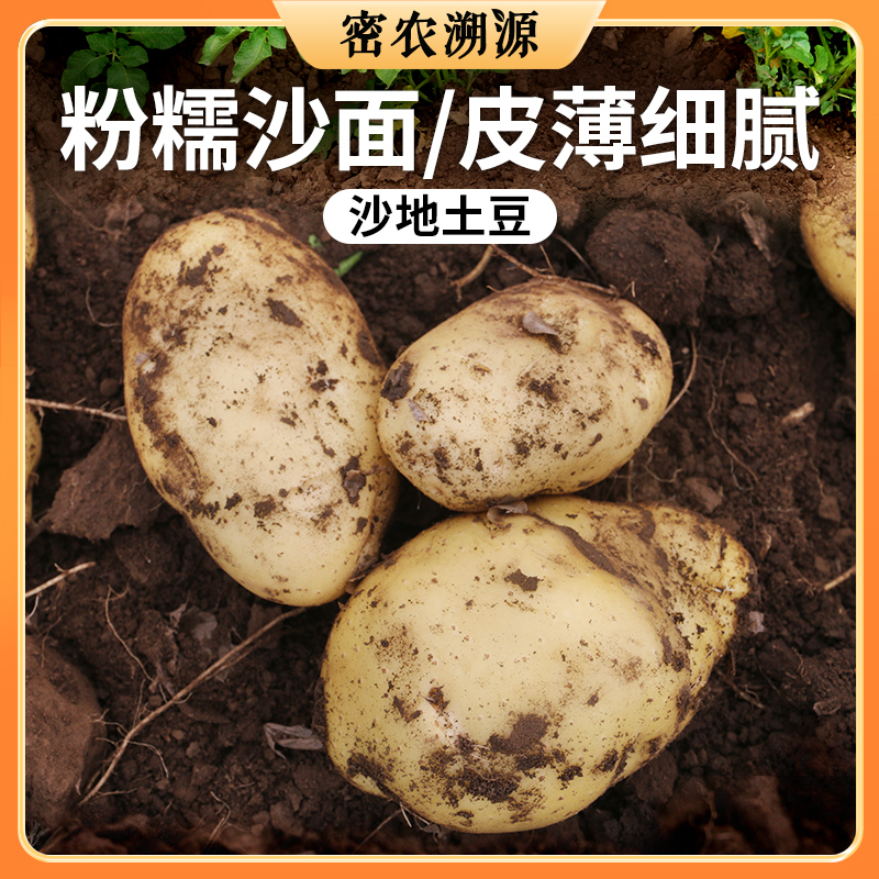 农家沙地土豆 1斤   粉糯清香  沙面皮薄  新土豆洋芋