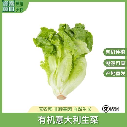 有机意大利生菜 商品图0