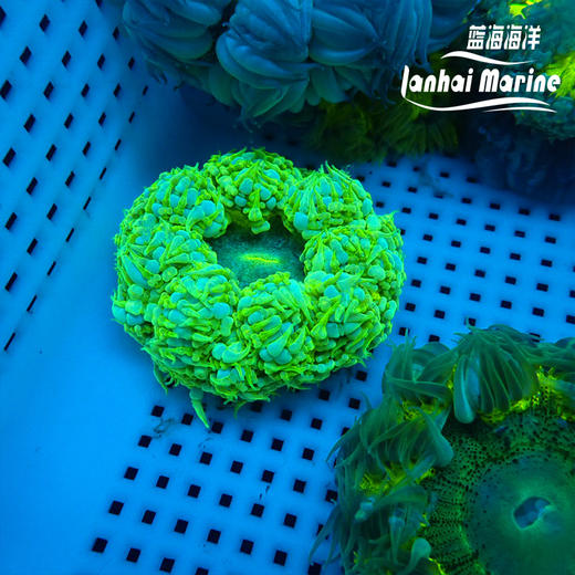 美国石葵（黄双色） 商品图9