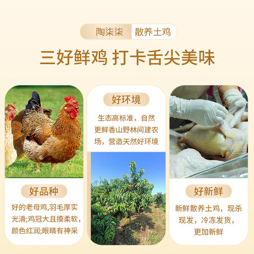 热卖！【养足700天！汤黄肉嫩！】泰山黄油老母鸡 2.5-2.7斤/只*2只 生鸡肉 商品图2