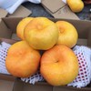 平谷千亩梯田有机大桃 油蟠桃 久保  黄油圆桃 脆甜多汁 ||顺丰包邮 新鲜采摘 |基地直发 商品缩略图1