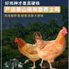 热卖！【养足700天！汤黄肉嫩！】泰山黄油老母鸡 2.5-2.7斤/只*2只 生鸡肉 商品缩略图3