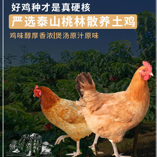 热卖！【养足700天！汤黄肉嫩！】泰山黄油老母鸡 2.5-2.7斤/只*2只 生鸡肉 商品图3