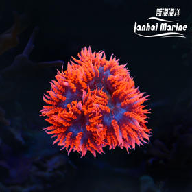美国石葵（红双色）