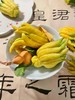 绿葫芦+天然香薰佛手 |  摆在家里，寓意：福禄双全 商品缩略图6