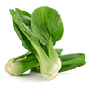 【YMHR】小油菜  炒菜火锅 商品缩略图0