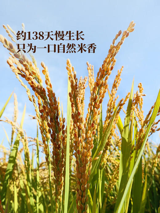 聚便利 x 山姆 Member's Mark 黑土小町香米 分装 5kg/袋 商品图4
