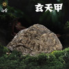 白昼 - “玄天甲” 铜龟壳造型摆件 潮玩把件 乌龟爬宠文创周边 ★官方正版【48小时发货】 商品缩略图0