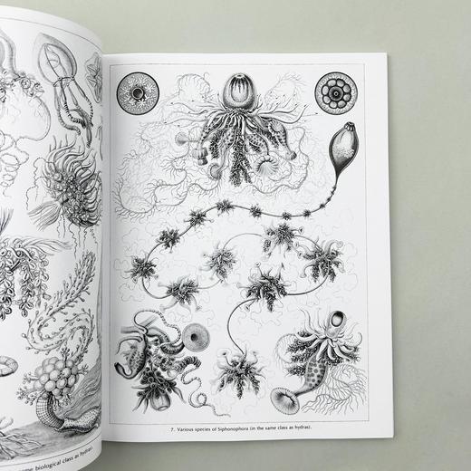 自然界的艺术形式 英文原版 Art Forms in Nature 恩斯特海克尔 科普读物 生物科学 英文版进口原版英语书籍 商品图4