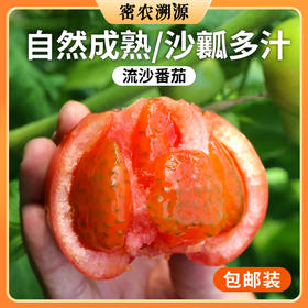 新鲜现摘流沙番茄包邮装 农家沙瓤流沙番茄    自然成熟   酸甜多汁  西红柿