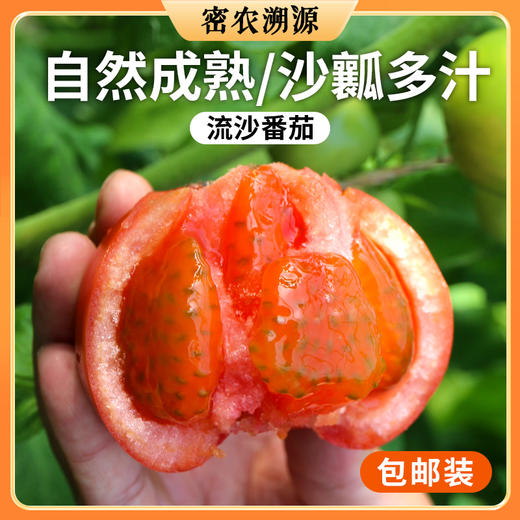 新鲜现摘流沙番茄包邮装 农家沙瓤流沙番茄    自然成熟   酸甜多汁  西红柿 商品图0