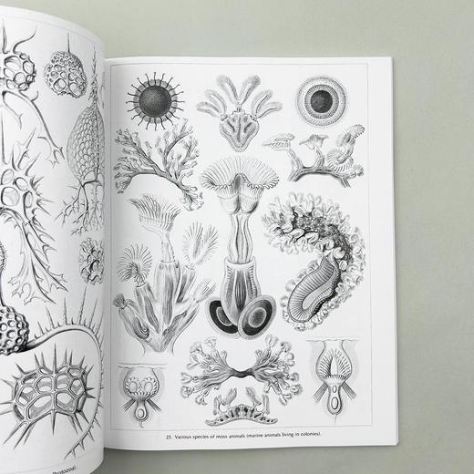 自然界的艺术形式 英文原版 Art Forms in Nature 恩斯特海克尔 科普读物 生物科学 英文版进口原版英语书籍 商品图2
