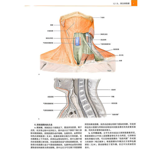人体解剖学图谱：头.颈和神经解剖 廖华 主译 本图谱适合医学生、各年资临床医师及解剖学教师学习和参考 上海科学技术出版社 商品图4