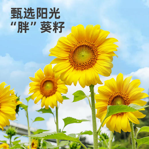 海天味业保证 葵花籽油5L物理压榨不含抗氧化剂 商品图1