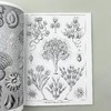 自然界的艺术形式 英文原版 Art Forms in Nature 恩斯特海克尔 科普读物 生物科学 英文版进口原版英语书籍 商品缩略图3