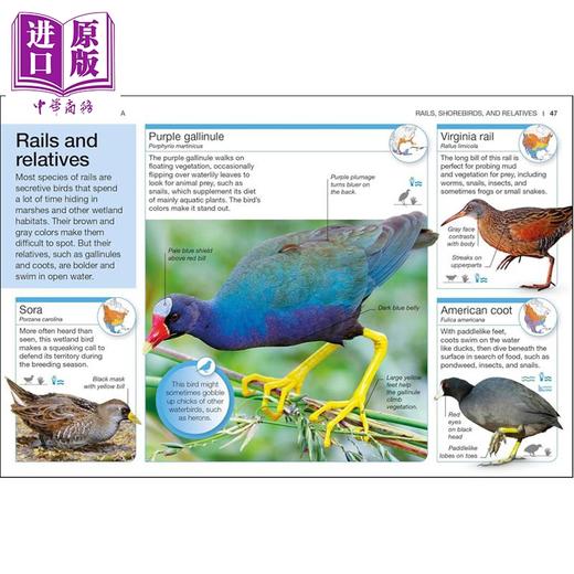 预售 【中商原版】DK口袋天才系列 北美鸟类 Pocket Genius Birds of North America 英文原版 DK 北美鸟类爱好者宝典 商品图4