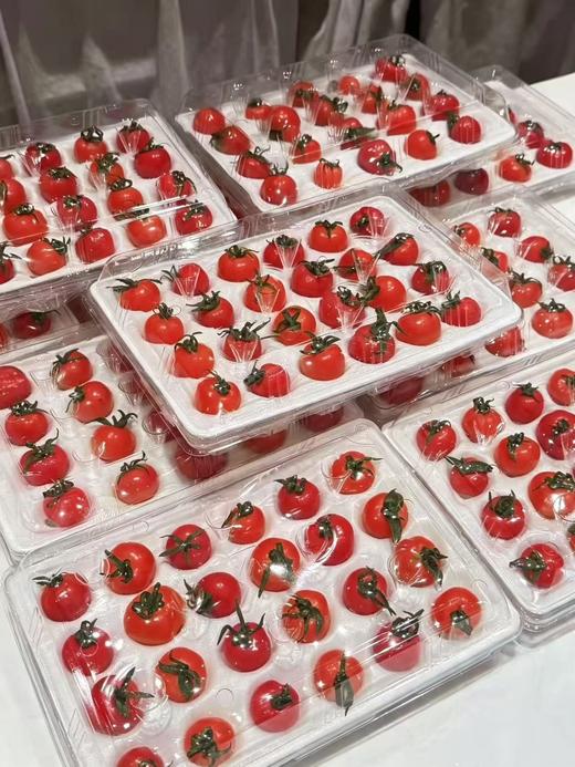 云南农科院「冰淇淋」小番茄 商品图1