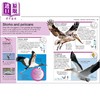 预售 【中商原版】DK口袋天才系列 北美鸟类 Pocket Genius Birds of North America 英文原版 DK 北美鸟类爱好者宝典 商品缩略图3