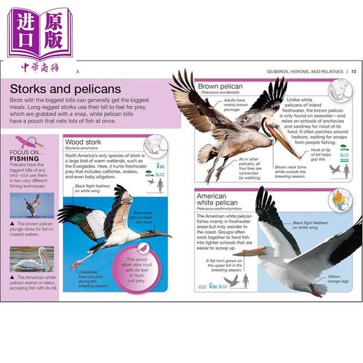 预售 【中商原版】DK口袋天才系列 北美鸟类 Pocket Genius Birds of North America 英文原版 DK 北美鸟类爱好者宝典 商品图3