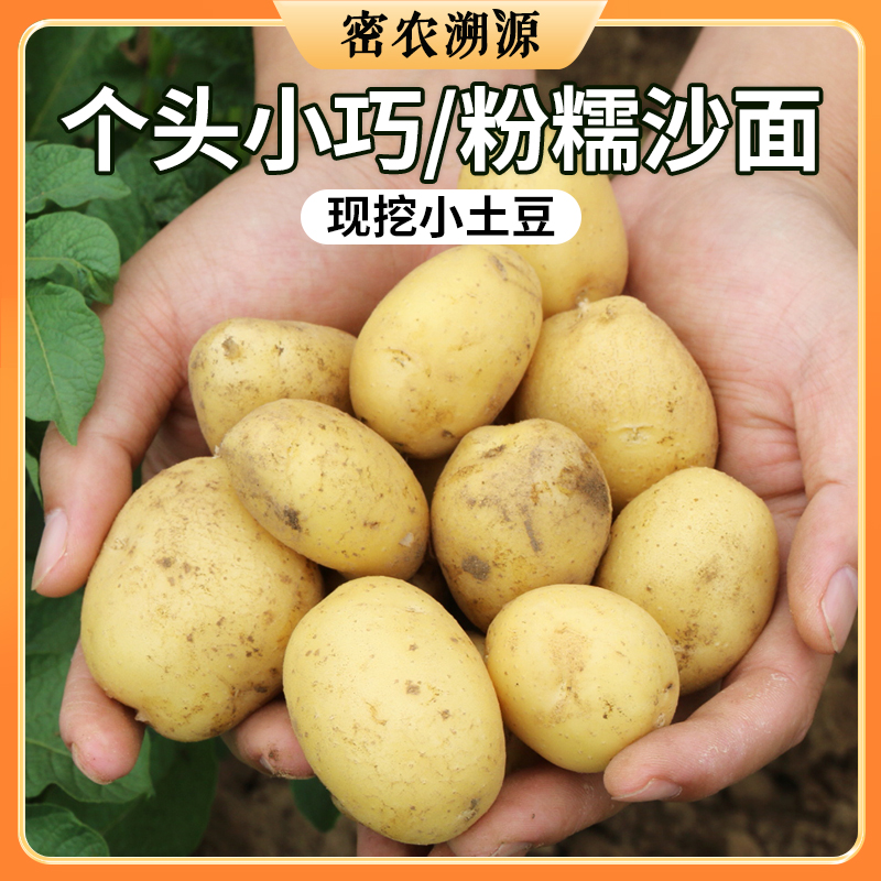 密云农家沙地现挖小土豆包邮  个头小巧  皮薄肉糯  又沙又面