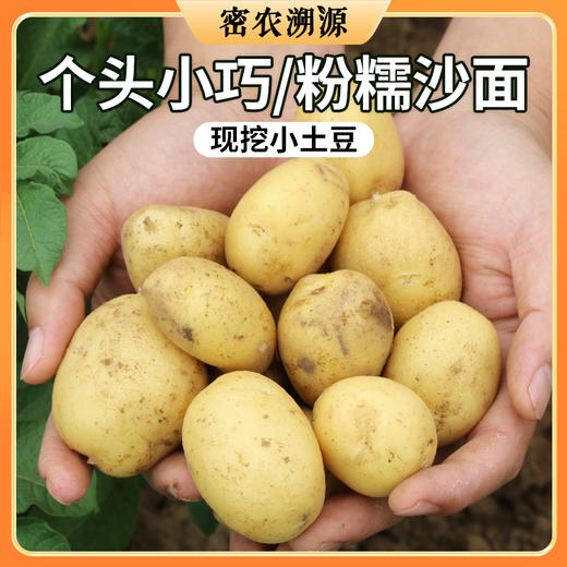 密云农家沙地现挖小土豆包邮  个头小巧  皮薄肉糯  又沙又面 商品图0