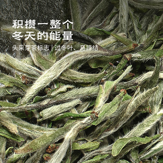 2026云起时·政和头采牡丹王 | 50g原叶 | 白茶类 | 进阶原叶系列 商品图1