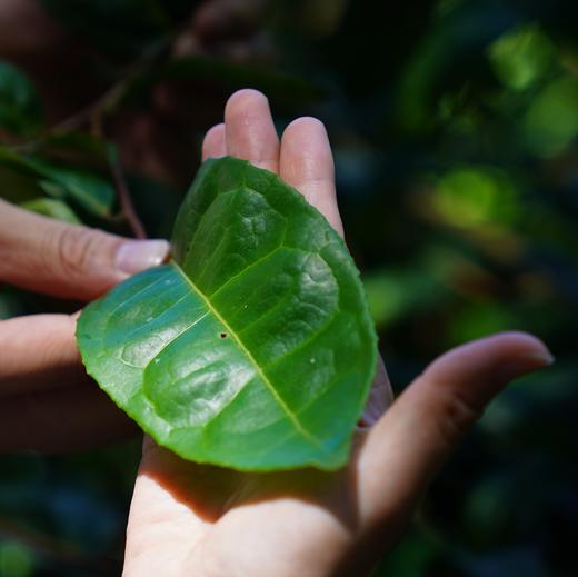 【预售，8月3日开始发货】仲夏新茶: 2026雪梨佛手乌龙茶120g 嫩采芽叶 传统做青 炭火慢焙梨汤感（三联生活周刊出品） 商品图2