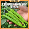 密云新鲜现摘杭椒150g辣度适中 口感脆嫩  菜肴提味佳品 商品缩略图0