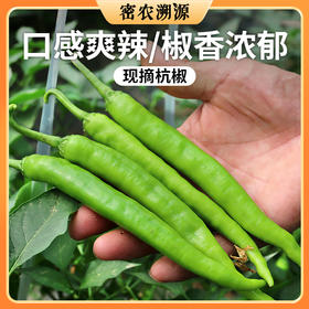密云新鲜现摘杭椒150g辣度适中 口感脆嫩  菜肴提味佳品
