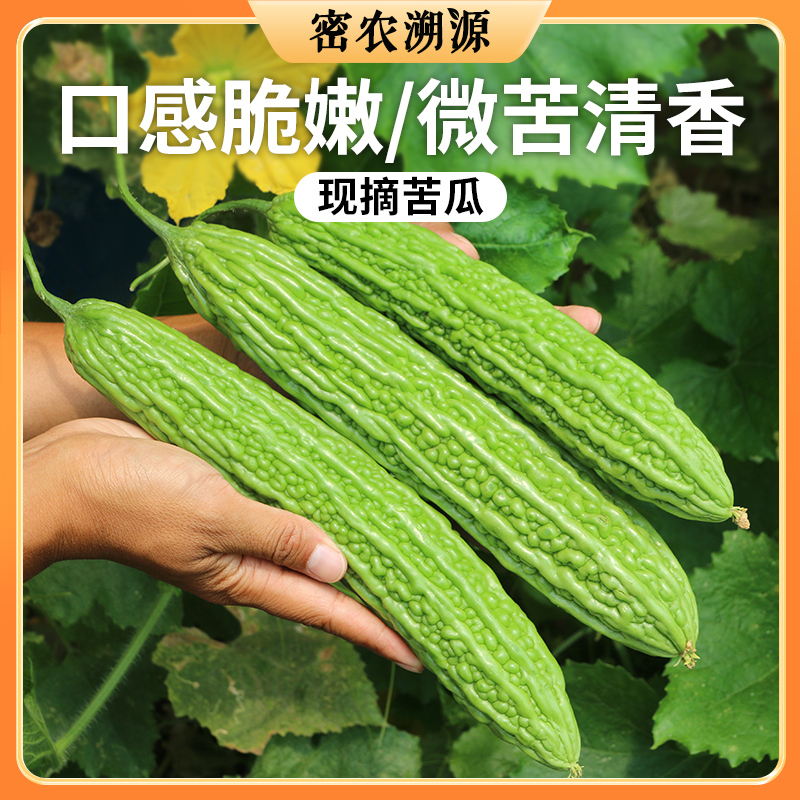 北京新鲜现摘绿苦瓜400g 鲜嫩肉厚  清新甘苦  脆嫩爽口  适合蘸酱生吃  苦瓜