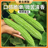 北京新鲜现摘绿苦瓜400g 鲜嫩肉厚  清新甘苦  脆嫩爽口  适合蘸酱生吃  苦瓜 商品缩略图0