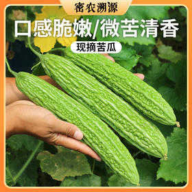 北京新鲜现摘绿苦瓜400g 鲜嫩肉厚  清新甘苦  脆嫩爽口  适合蘸酱生吃  苦瓜