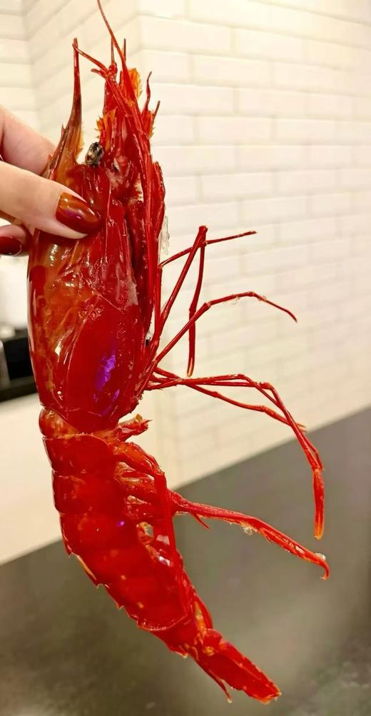稀有大西洋野生红魔虾！极致深海鲜味天花板！ 商品图2