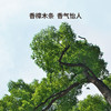 MM 山姆 绽家香樟原木条66根（10*2*2cm/根） 商品缩略图2