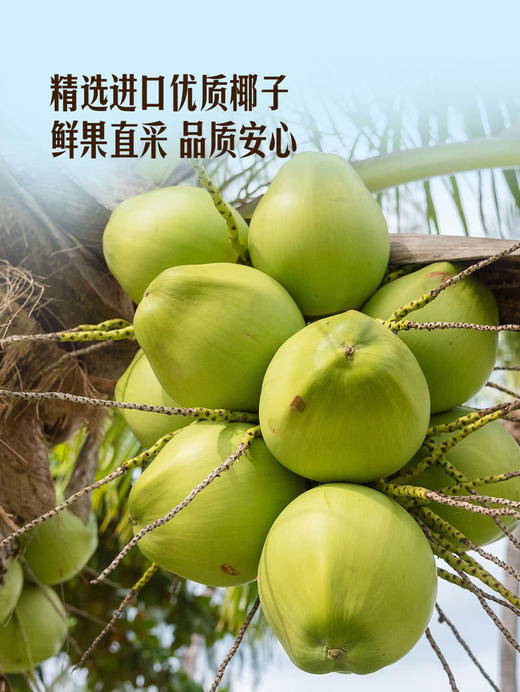MM 山姆 椰子水气泡饮料 250ml*9/18罐 商品图2