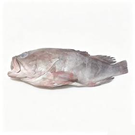 冰鲜红石斑鱼（1000±50g）