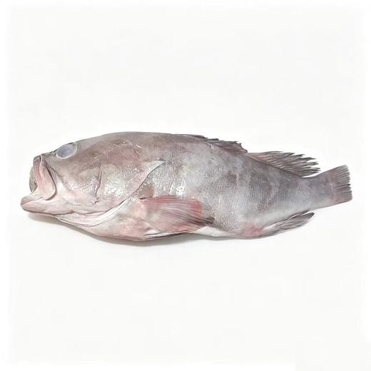 冰鲜红石斑鱼（1000±50g） 商品图0