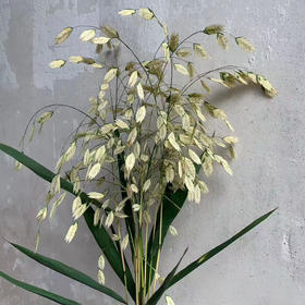 白色小盼草1扎