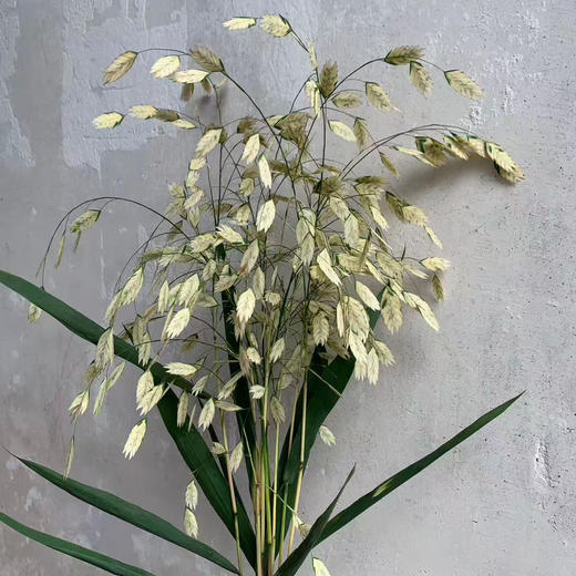 白色小盼草1扎 商品图0