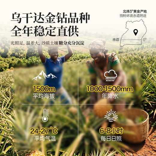 【浓郁原生果香】开普山谷 乌干达金钻凤梨干 凤梨果肉金黄饱满 天然积累充足果香与果糖 160g/袋 商品图2