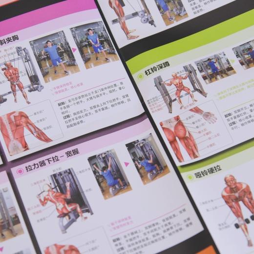 健身房训练解剖挂图 商品图4