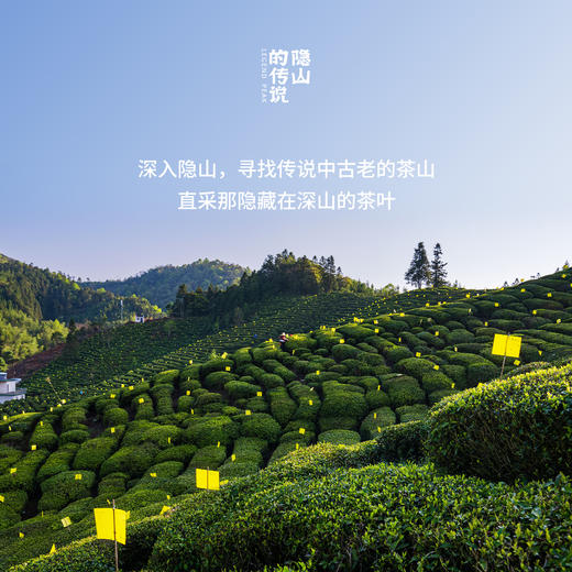 热卖中！隐山的传说原叶茶 红茶黑茶白茶绿茶乌龙茶包伴手礼 商品图3