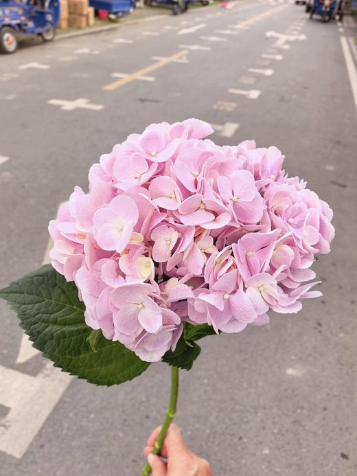 初恋绣球花1支 商品图0