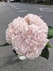甜蜜璀璨绣球花1支 商品缩略图2