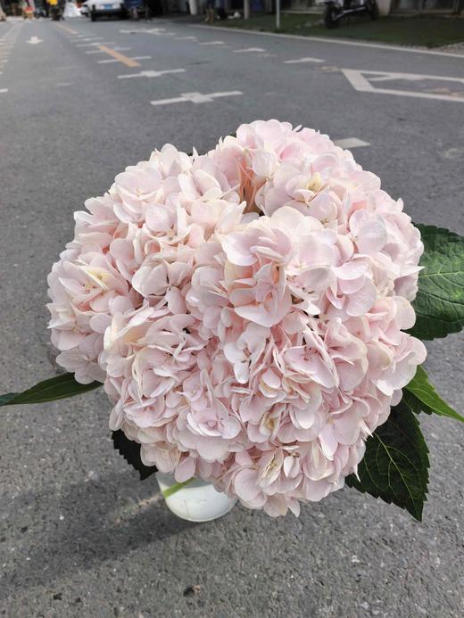 甜蜜璀璨绣球花1支 商品图2