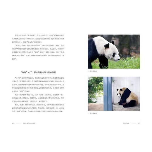 【中商原版】大熊猫 国宝的百年传奇 高富华 五洲传播出版社 商品图5