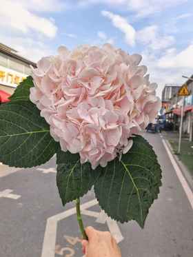 甜蜜璀璨绣球花1支