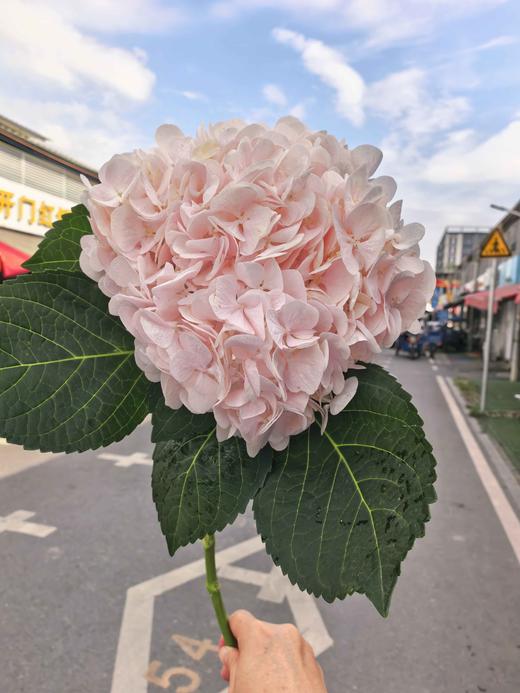 甜蜜璀璨绣球花1支 商品图0